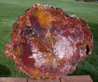 Sis: Dark & Perfect 15 " Arizona Rainbow Petrified Wood Conifer Round