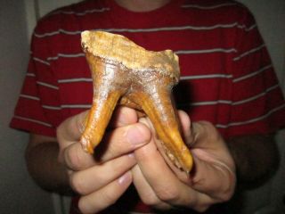 Big Fossil Tooth Of A Woolly Rhinoceros Museum Quality Pleistocene Ice Age