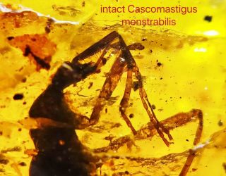 Burmese Burmite Cretaceous Intact Mastigini Insect Amber Fossil Myanmar