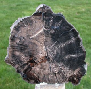 Sis: 8 " Chinle Arizona Crystal Forest Petrified Wood Round - Crystalloxylon