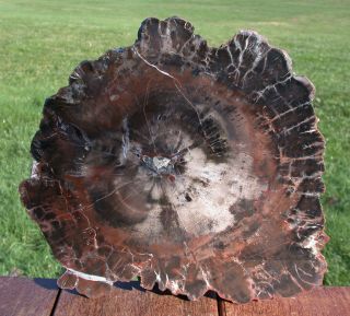 Sis: Uncommon & 11 ",  Northern Arizona Petrified Wood Conifer Round