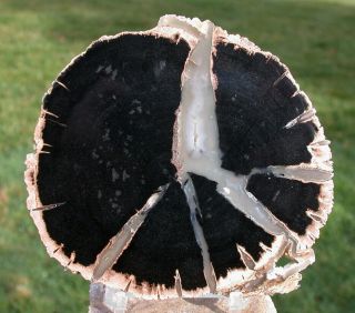 Sis: Jet Black & Pale Blue Wyoming Eden Valley Petrified Wood Round