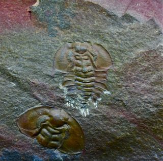 Ultra Rare Mesonacis Eagerensis Trilobite,  Lower Cambrian Of British Columbia