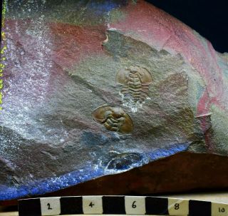 ULTRA RARE Mesonacis eagerensis Trilobite,  Lower Cambrian of British Columbia 2
