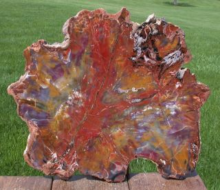Sis: Hypnotic Color Splash 15 " Arizona Petrified Wood Slab - Fossil Araucaria