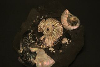 Russian Ammonites Deshayesites Volgensis,  Sinzovia Trautscholdi.