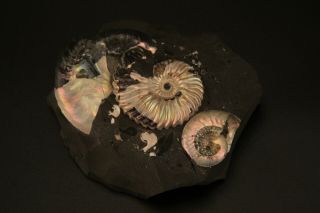 Russian ammonites Deshayesites volgensis,  Sinzovia trautscholdi. 2