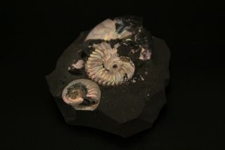 Russian ammonites Deshayesites volgensis,  Sinzovia trautscholdi. 3