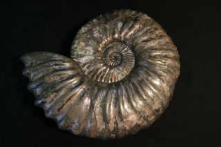 Russian Ammonite Deshayesites Variabilis
