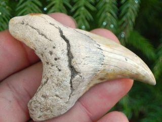 Parotodus Benedeni False Mako Fossil Summerville Shark Tooth Teeth 2 3/4 " Rare