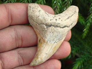 Parotodus Benedeni False Mako Fossil Summerville Shark Tooth Teeth 2 3/4 