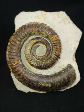 Fossil Ammonite Anetoceras Sp.  From Devonian Morocco,  3.  74 Inches