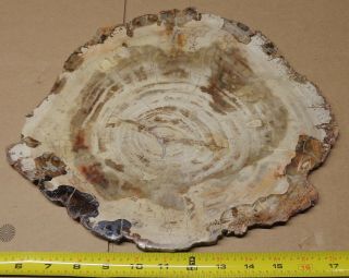Large Polished Petrified Wood Slab With Bark 12 - 3/4 " X 10 - 3/4” X 1/2 " - 5 Lbs