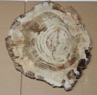 Large Polished Petrified Wood Slab with Bark 12 - 3/4 