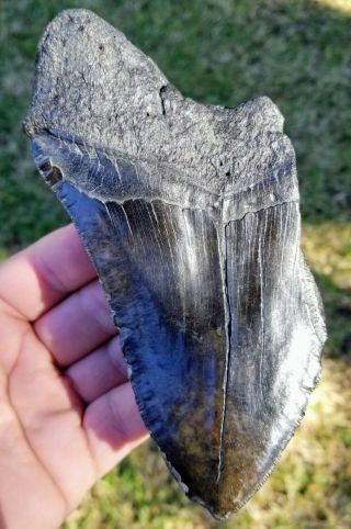 Giant 6.  13 " Megalodon Tooth.  Absolutely No Restoration