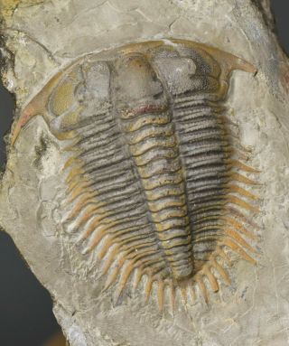 RARE Damesella paronai 6cm Trilobite,  Upper Cambrian,  Shandong,  China 2
