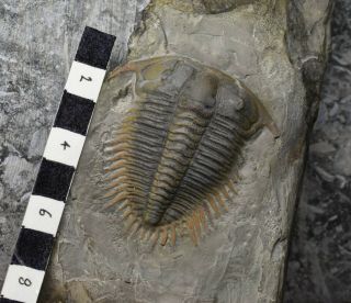RARE Damesella paronai 6cm Trilobite,  Upper Cambrian,  Shandong,  China 3