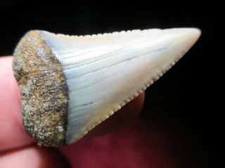 1 - 1/2 Inch Great White Shark Tooth Fossil Peru South America Peruvian Fish Teeth