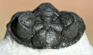Museum Quality Trilobite Fossil,  Coltraenia Oufatenensis From Morocco 4