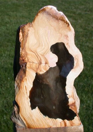 Sis: 5 " Petrified Oregon Driftwood Specimen - Sequoia Gem Flame