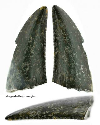 Theropod Indet.  (tooth) - Dragoshells - Jp - Fossils Of Portugal