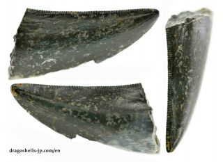 Theropod indet.  (tooth) - dragoshells - jp - Fossils of Portugal 2