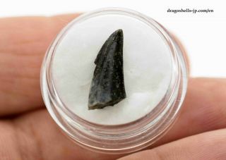 Theropod indet.  (tooth) - dragoshells - jp - Fossils of Portugal 4