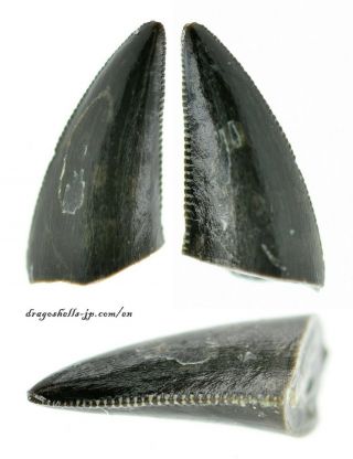Theropod Indet.  (micro Tooth) - Dragoshells - Jp - Fossils Of Portugal