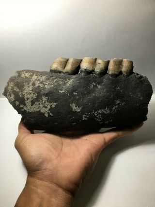 Colorful / Aceratherium Primitive Rhino Fossil Lower Jaw Fragment / Rare