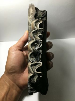 Colorful / Aceratherium Primitive Rhino fossil lower jaw fragment / rare 3