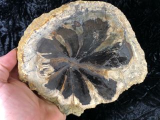 Rare Petrified Wood Seed Fern Hermanophyton glismanii E.  McElmo Creek,  Jurassic 2