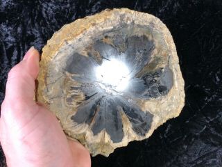 Rare Petrified Wood Seed Fern Hermanophyton glismanii E.  McElmo Creek,  Jurassic 3