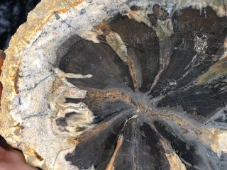 Rare Petrified Wood Seed Fern Hermanophyton glismanii E.  McElmo Creek,  Jurassic 4