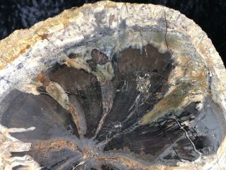 Rare Petrified Wood Seed Fern Hermanophyton glismanii E.  McElmo Creek,  Jurassic 5