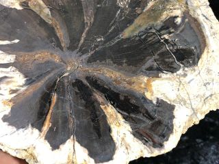 Rare Petrified Wood Seed Fern Hermanophyton glismanii E.  McElmo Creek,  Jurassic 6