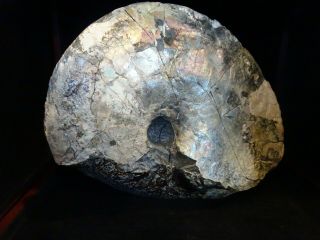 Placenticeras Meeki,  W/negative,  Elk Creek,  S.  D.  - Fossil Ammonite