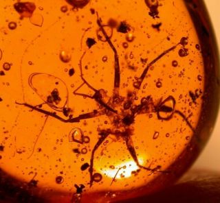 Rare Large Assassin Bug In Authentic Dominican Amber Fossil Gemstone