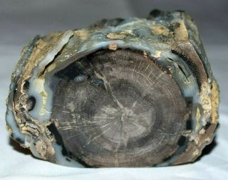 Polished Petrified Agatized Wood Limb Casting Collected Wyoming,  America