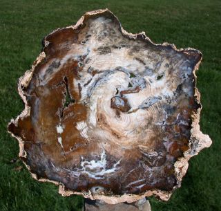 Sis: Museum Grade Hubbard Basin Petrified Wood Round - Truly Perfect Specimen