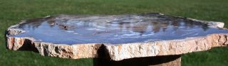 SiS: MUSEUM GRADE Hubbard Basin Petrified Wood Round - TRULY PERFECT SPECIMEN 2