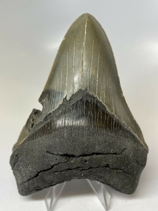 Megalodon Shark Tooth 4.  77” Serrated - Fossil - Authentic 7333