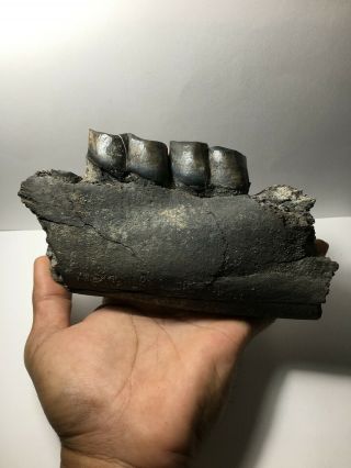 Aceratherium Primitive Rhino Fossil Lower Jaw Fragment / Rare