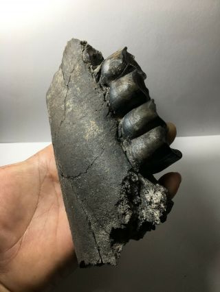 Aceratherium Primitive Rhino fossil lower jaw fragment / rare 2
