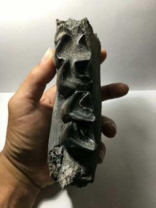 Aceratherium Primitive Rhino fossil lower jaw fragment / rare 3