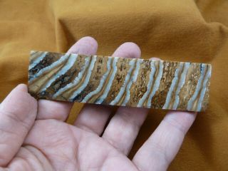 Wm338 - 22) 4 - 1/4 " Rare Extinct Fossil Siberian Woolly Mammoth Tooth Slice