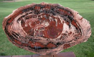 Sis: Boldly Ringed 23 " Arizona Rainbow Petrified Wood Conifer Round - Table Top