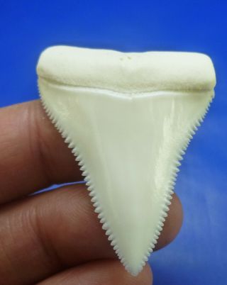 Real Modern Great White Shark Tooth Teeth 1.  85 Inch 090121