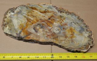 Polished Petrified Wood Slab Piece With Bark 12 - 3/4 " X 6.  5” X 7/8 " 5 Lbs - 10 Ozs