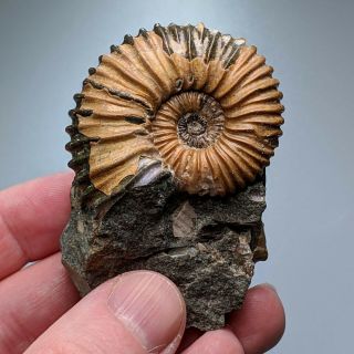 4,  6 Cm (1,  8 In) Ammonite Colombiceras Cretaceous Russia Ammonit Fossil Ammonit