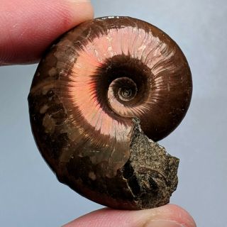 3,  8 Cm (1,  5 In) Ammonite Beudanticeras Cretaceous Russia Ammonit Fossil Ammonit